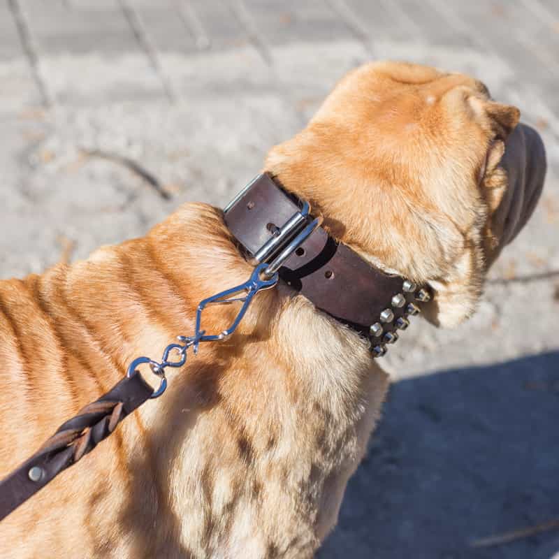 Коричневый поводок «Amazing stroll» с карабином HS для шарпея